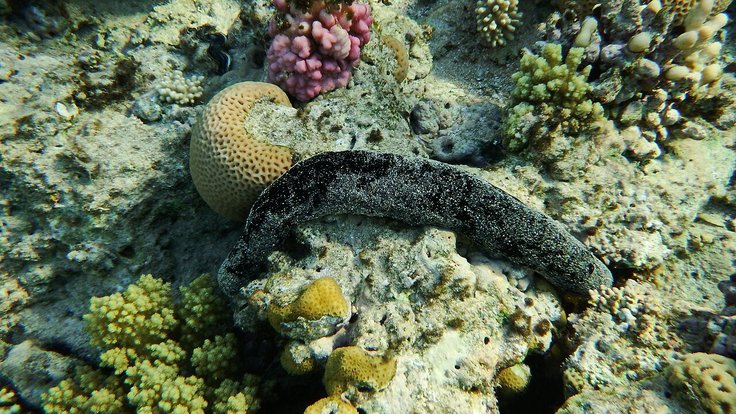 Seegurken_(Holothuroidea)_Морской_огурец._Rotes_Meer_in_Ägypten_DSCF4788WI
