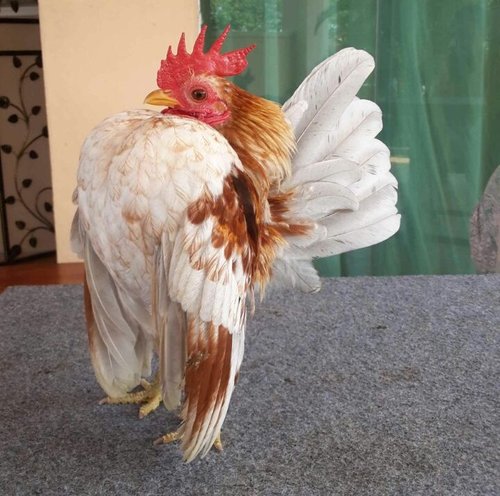 Serama_negeri