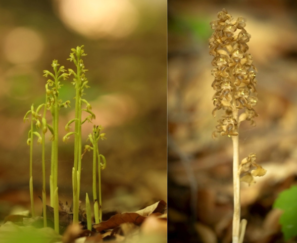 Vzácná orchidej korálice trojklanná