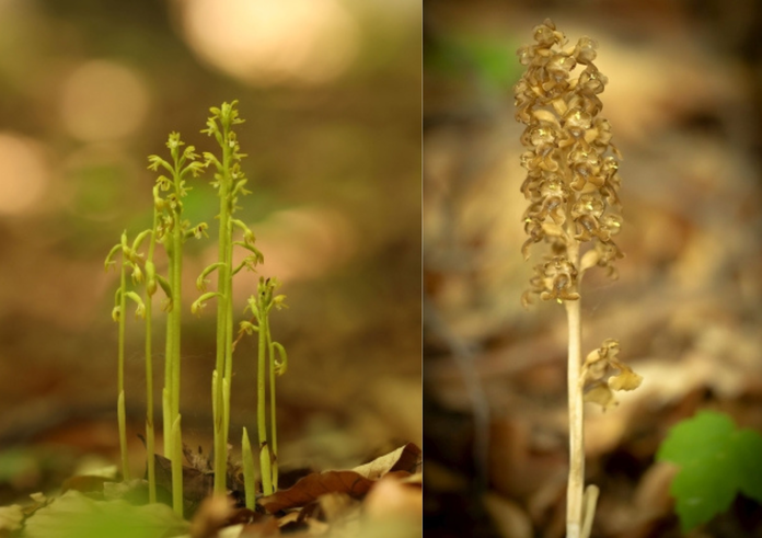 Vzácná orchidej korálice trojklanná