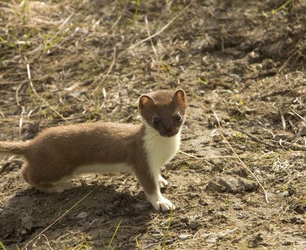 Short_tailed_weasel_ermine_animal_mustela_erminea