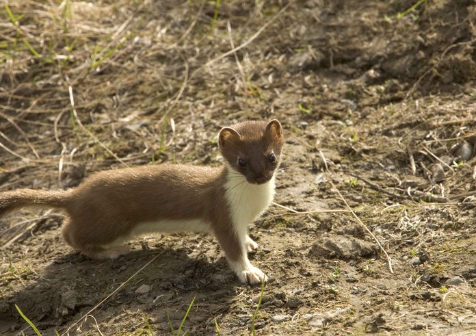 Short_tailed_weasel_ermine_animal_mustela_erminea