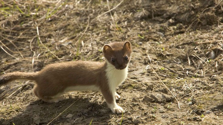 Short_tailed_weasel_ermine_animal_mustela_erminea