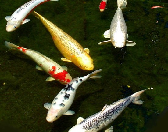 Six_koi