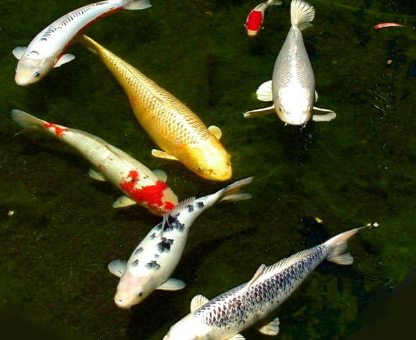 Six_koi