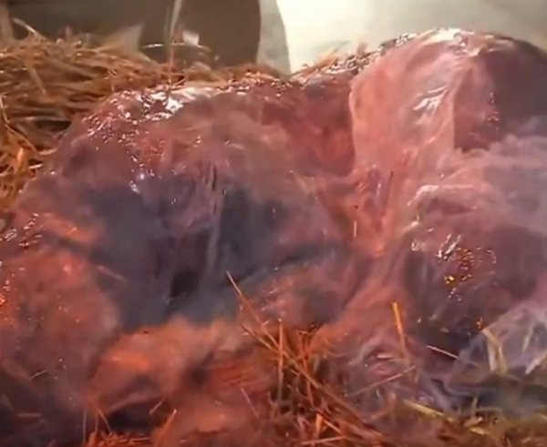 Snímek obrazovky_14-1-2026_73954_x.com