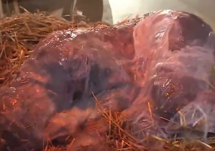 Snímek obrazovky_14-1-2026_73954_x.com