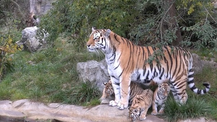 Snímek obrazovky 2025-10-27 140349