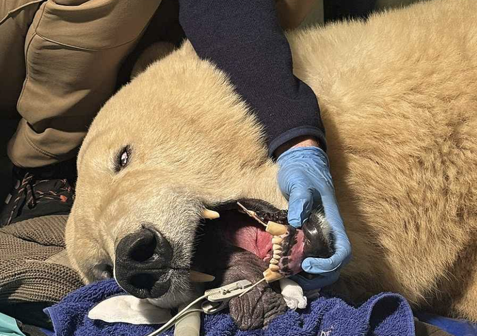 Snímek obrazovky 2025-11-12 v 10.44.03