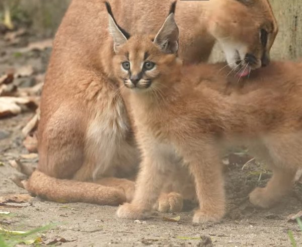 Snímek obrazovky 2025-12-19 121652