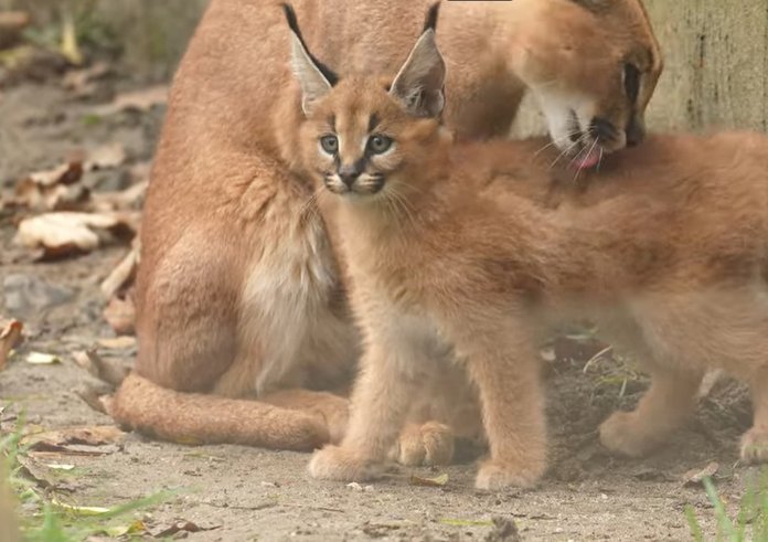 Snímek obrazovky 2025-12-19 121652