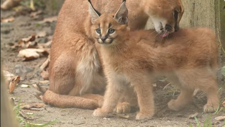 Snímek obrazovky 2025-12-19 121652