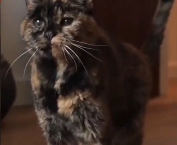 Snímek obrazovky_29-12-2025_92356_www.youtube.com