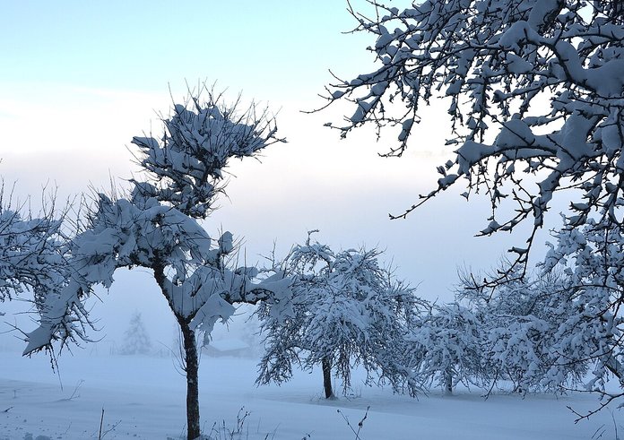 Snow_packed_trees