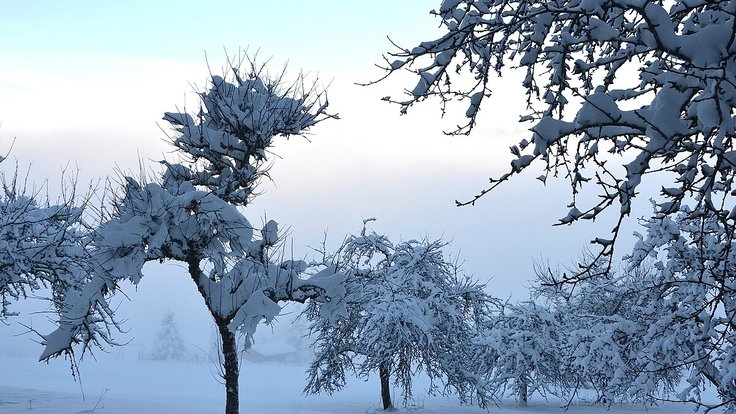 Snow_packed_trees