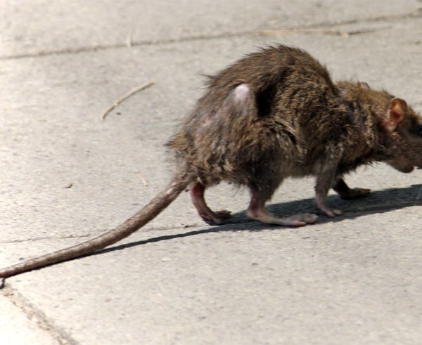 Street-rat