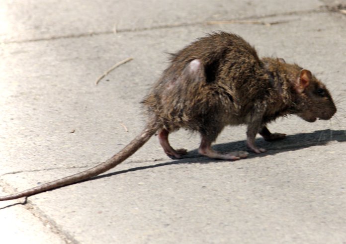 Street-rat