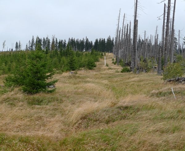 Šumava