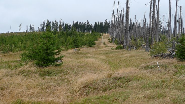 Šumava