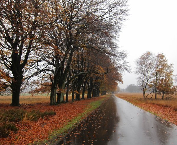 Sunday_16_November_Hoge_Veluwe_beechlane_in_the_rain._Leaves_are_falling_-_panoramio