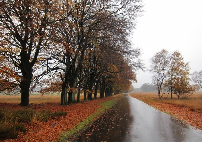 Sunday_16_November_Hoge_Veluwe_beechlane_in_the_rain._Leaves_are_falling_-_panoramio