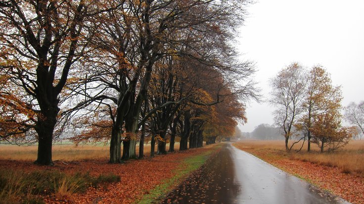 Sunday_16_November_Hoge_Veluwe_beechlane_in_the_rain._Leaves_are_falling_-_panoramio