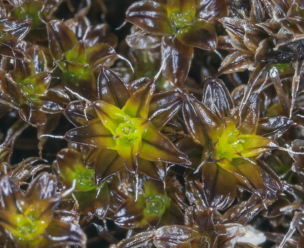 Syntrichia_caninervis_02