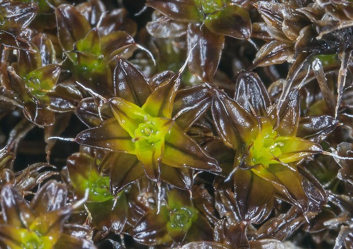 Syntrichia_caninervis_02