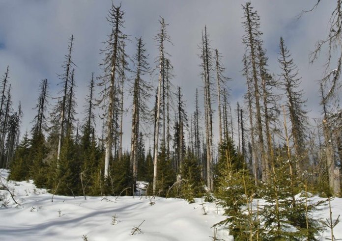 TZ_Šumava_výzkum_foto2b_Z-Modravy-na-Poledník-768x514