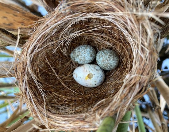 Parazitické kukačky (na celém světě je jich celkem 65 druhů) často napodobují vzhled vajec jiných druhů ptáků.