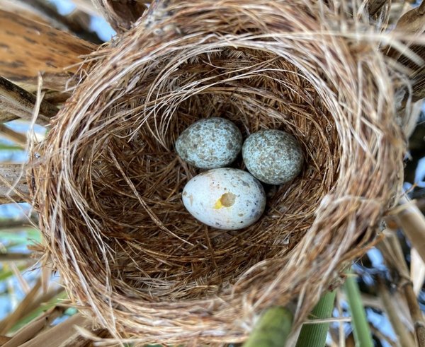 Parazitické kukačky (na celém světě je jich celkem 65 druhů) často napodobují vzhled vajec jiných druhů ptáků.