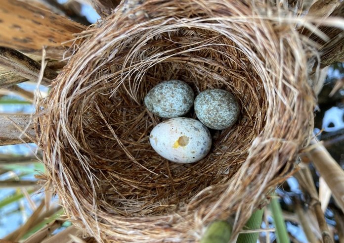 Parazitické kukačky (na celém světě je jich celkem 65 druhů) často napodobují vzhled vajec jiných druhů ptáků.