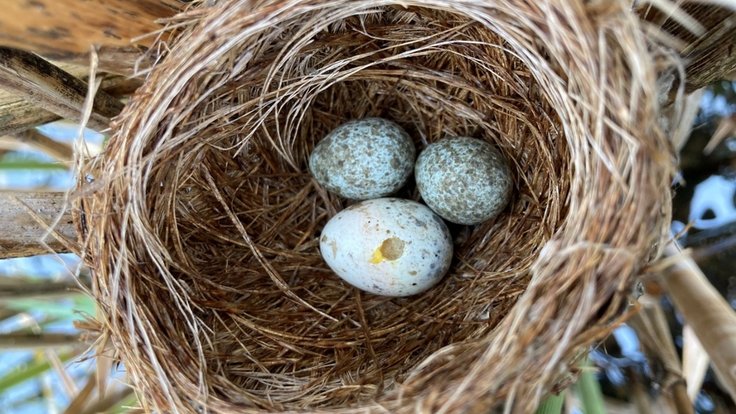 Parazitické kukačky (na celém světě je jich celkem 65 druhů) často napodobují vzhled vajec jiných druhů ptáků.
