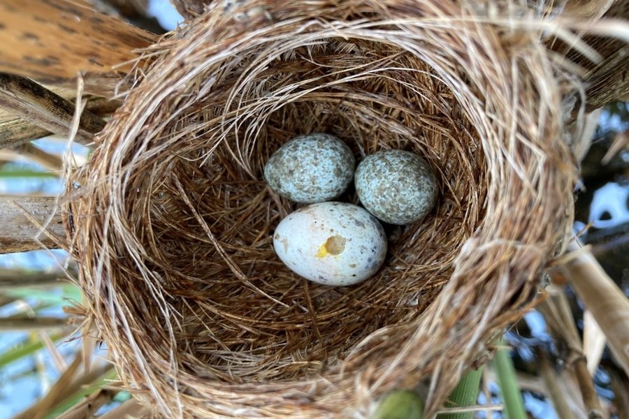 Parazitické kukačky (na celém světě je jich celkem 65 druhů) často napodobují vzhled vajec jiných druhů ptáků.