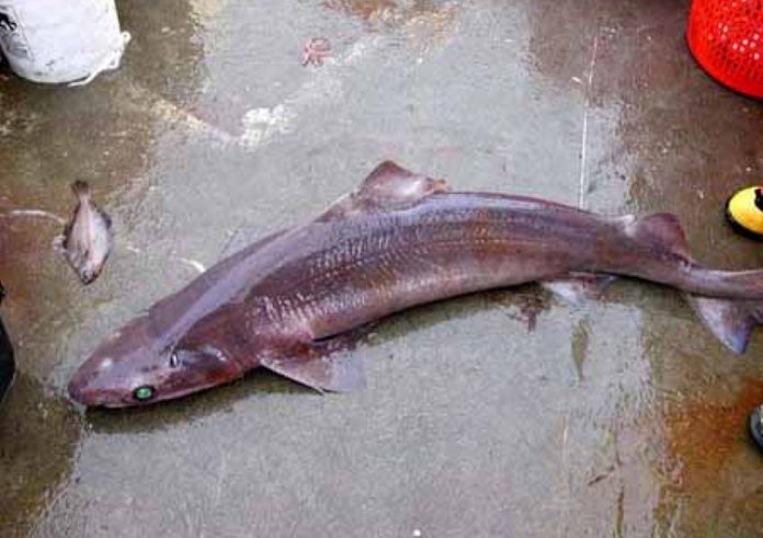 Taiwan_gulper_shark_nefsc2