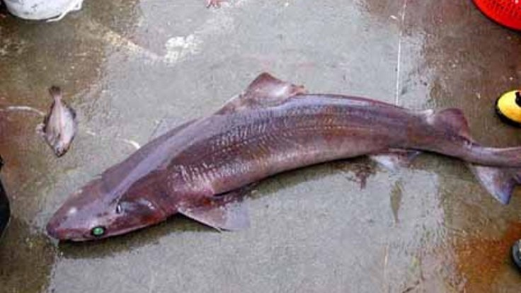 Taiwan_gulper_shark_nefsc2