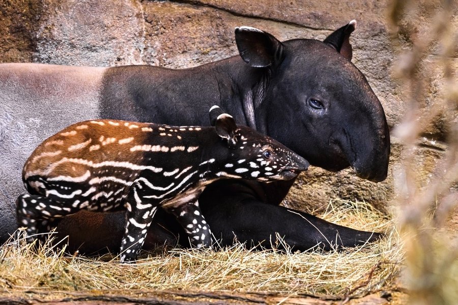 Tapíří mládě Coffee se svou matkou Nadirou.