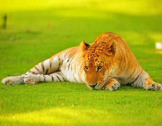 Tigon-hybrid-tiger-lioness.jpg