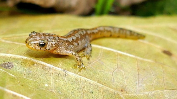 Mládě čolka horského