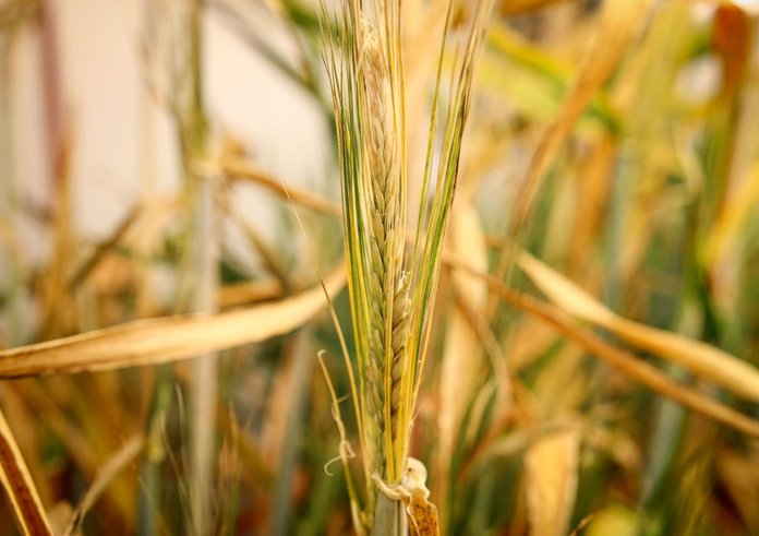 K experimentům byla použita embrya vypreparovaná