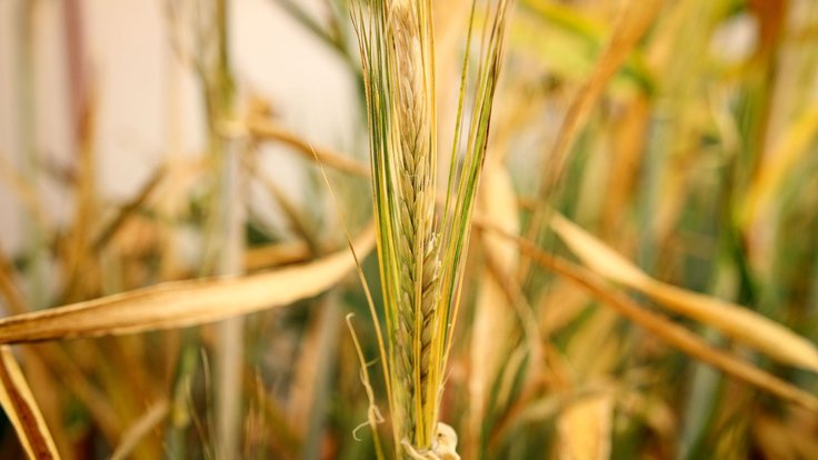 K experimentům byla použita embrya vypreparovaná