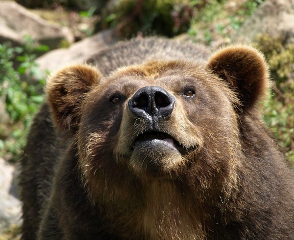 Ursus_arctos_horribilis_Medvěd_grizzly_ZOO_Děčín