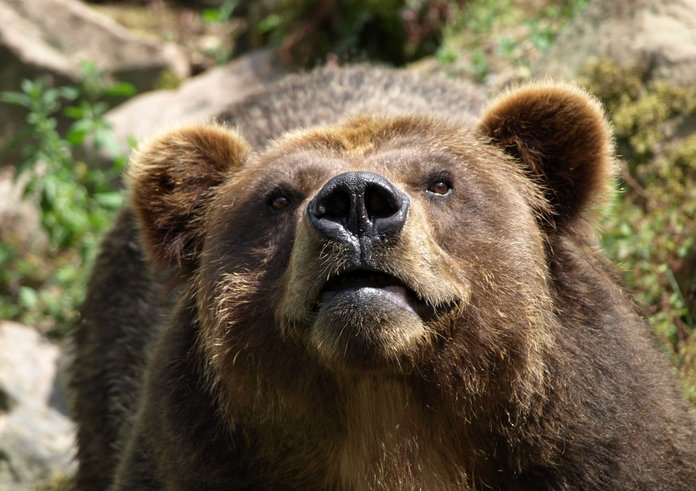 Ursus_arctos_horribilis_Medvěd_grizzly_ZOO_Děčín