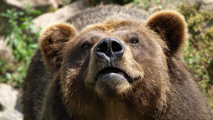 Ursus_arctos_horribilis_Medvěd_grizzly_ZOO_Děčín