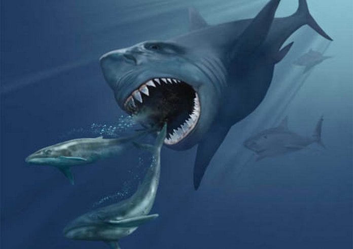 VMNH_megalodon