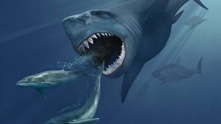 VMNH_megalodon