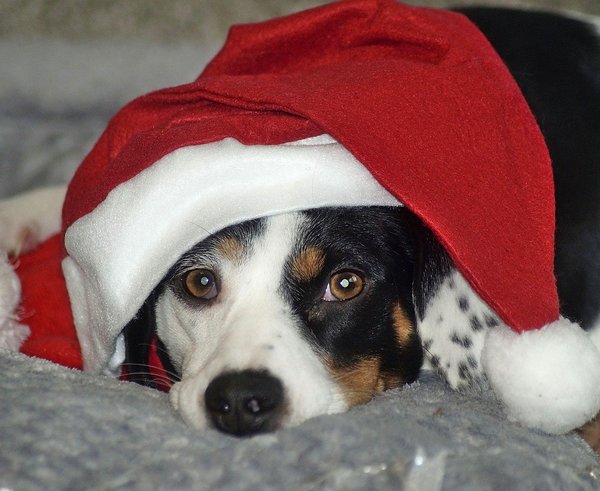 Vánoce a pes, dárky končí v útulku