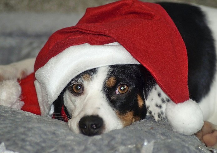 Vánoce a pes, dárky končí v útulku