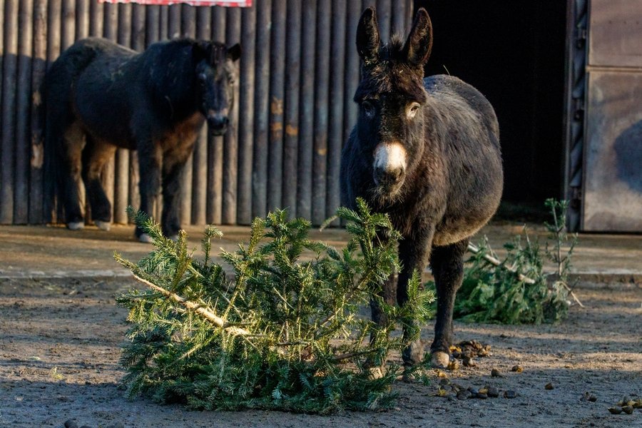 Vánoční stromky jakojídelníček  zvířat v Zoo