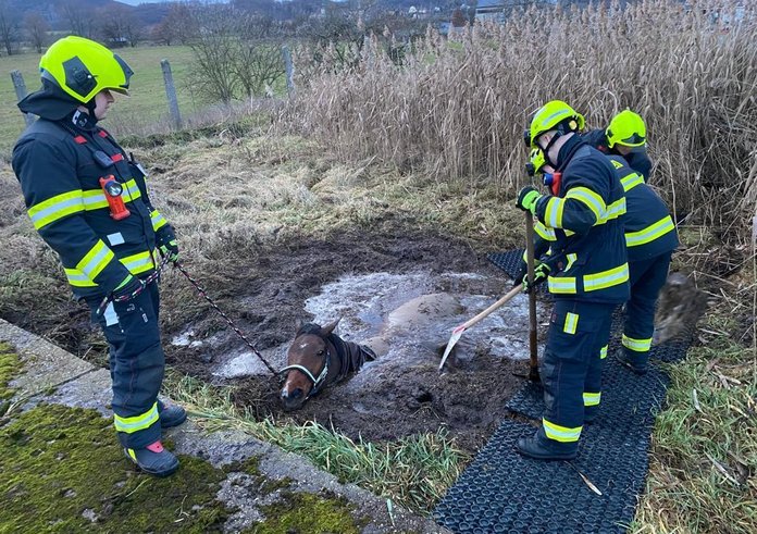 Vyprošťování koně zapadlého v bahně ústeckými hasiči.